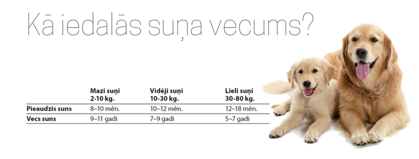 Kā iedalās suņa vecums? Kā iedalās suņa vecums?
